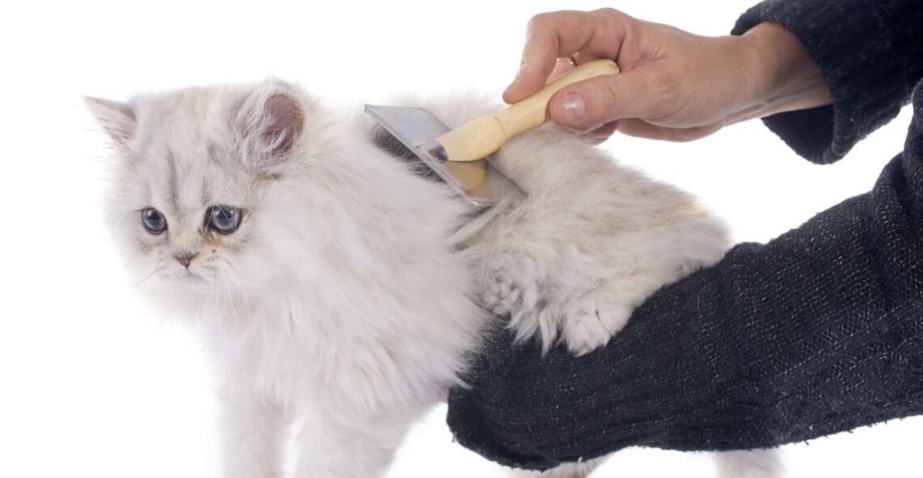 Introduction to Cat Grooming and Health Certification
