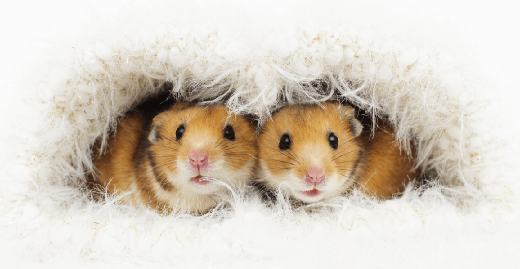 Rat/Mouse/Hamster Care Certification